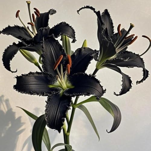 Lilium knollen mix,mehrjährig winterhart,Anmut,Lilien pflanzen im topf,Lilien winterhart,Dekorative,Ausgezeichnete Verzierung.-8 zwiebeln-A Lilium knollen mix,mehrjährig winterhart,Anmut,Lilien pflanzen im topf,Lilien winterhart,Dekorative,Ausgezeichnete Verzierung.-8 zwiebeln-A von VJIDOSO