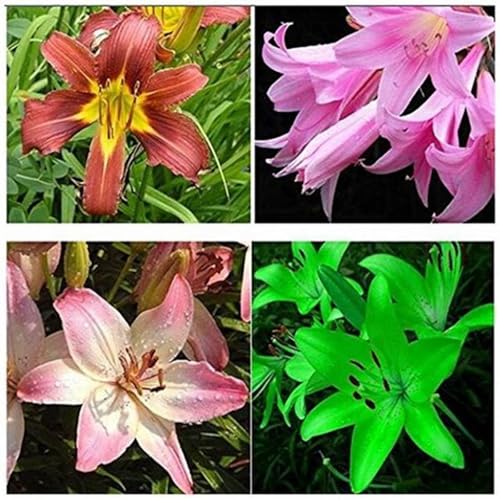 Lilium knollen mix,mehrjährig winterhart,Anmut,Lilien pflanzen im topf,Lilien winterhart,Dekorative,Lilium,Ausgezeichnete Verzierung.-10 zwiebeln-A Lilium knollen mix,mehrjährig winterhart,Anmut,Lilien pflanzen im topf,Lilien winterhart,Dekorative,Lilium,Ausgezeichnete Verzierung.-10 zwiebeln-A von VJIDOSO