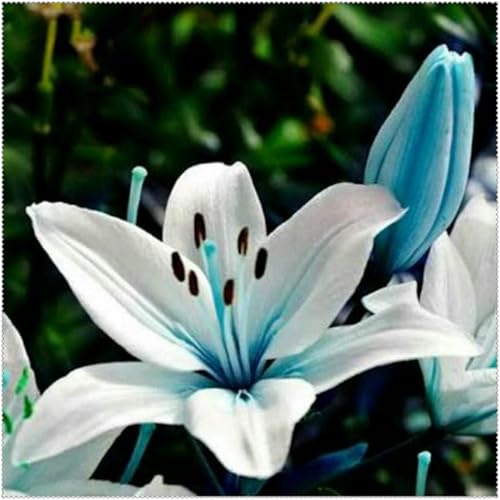 Lilium knollen mix,mehrjährig winterhart,Anmut,Lilien pflanzen im topf,Lilien winterhart,Dekorative,Lilium,Ausgezeichnete Verzierung.-4 zwiebeln-I Lilium knollen mix,mehrjährig winterhart,Anmut,Lilien pflanzen im topf,Lilien winterhart,Dekorative,Lilium,Ausgezeichnete Verzierung.-4 zwiebeln-I von VJIDOSO