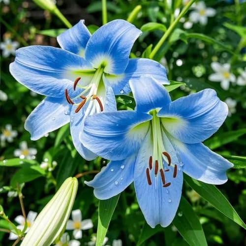 Lilium knollen mix,mehrjährig winterhart,Anmut,Lilien pflanzen im topf,Lilien winterhart,Dekorative,Lilium,Ausgezeichnete Verzierung.-4 zwiebeln-J Lilium knollen mix,mehrjährig winterhart,Anmut,Lilien pflanzen im topf,Lilien winterhart,Dekorative,Lilium,Ausgezeichnete Verzierung.-4 zwiebeln-J von VJIDOSO