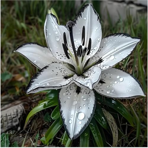 Lilium knollen mix,mehrjährig winterhart,Anmut,Lilien pflanzen im topf,Lilien winterhart,Dekorative,Lilium,Ausgezeichnete Verzierung.-8 zwiebeln-D Lilium knollen mix,mehrjährig winterhart,Anmut,Lilien pflanzen im topf,Lilien winterhart,Dekorative,Lilium,Ausgezeichnete Verzierung.-8 zwiebeln-D von VJIDOSO