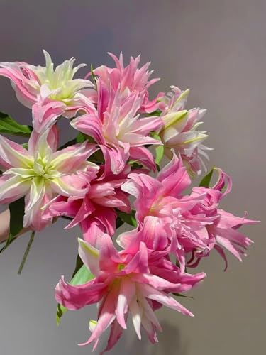Lilium knollen mix,mehrjährig winterhart,Dekorative,Anmut,Lilien pflanzen im topf,Lilien winterhart,Lilium,Ausgezeichnete Verzierung.-10 zwiebeln-A Lilium knollen mix,mehrjährig winterhart,Dekorative,Anmut,Lilien pflanzen im topf,Lilien winterhart,Lilium,Ausgezeichnete Verzierung.-10 zwiebeln-A von VJIDOSO