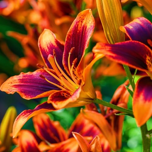 Lilium knollen mix,mehrjährig winterhart,Dekorative,Anmut,Lilien pflanzen im topf,Lilien winterhart,Lilium,Ausgezeichnete Verzierung.-10 zwiebeln-I Lilium knollen mix,mehrjährig winterhart,Dekorative,Anmut,Lilien pflanzen im topf,Lilien winterhart,Lilium,Ausgezeichnete Verzierung.-10 zwiebeln-I von VJIDOSO