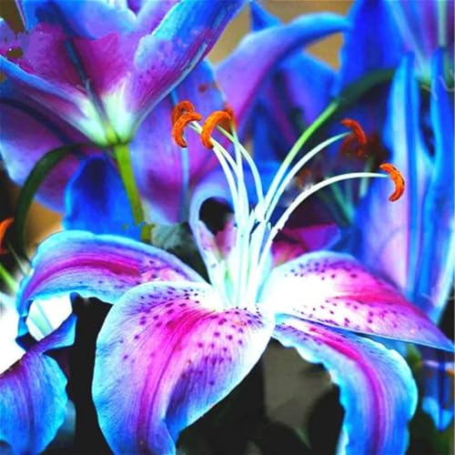 Lilium knollen mix,mehrjährig winterhart,Dekorative,Anmut,Lilien pflanzen im topf,Lilien winterhart,Lilium,Ausgezeichnete Verzierung.-2 zwiebeln-C Lilium knollen mix,mehrjährig winterhart,Dekorative,Anmut,Lilien pflanzen im topf,Lilien winterhart,Lilium,Ausgezeichnete Verzierung.-2 zwiebeln-C von VJIDOSO