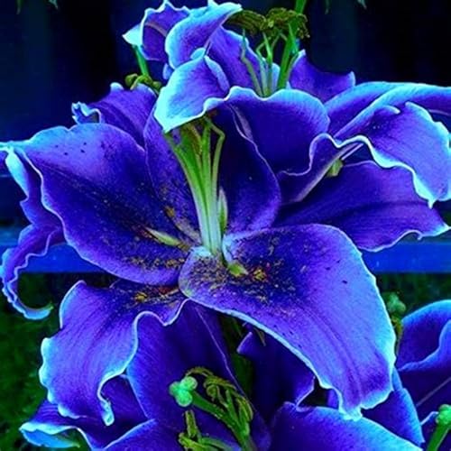 Lilium knollen mix,mehrjährig winterhart,Dekorative,Anmut,Lilien pflanzen im topf,Lilien winterhart,Lilium,Ausgezeichnete Verzierung.-2 zwiebeln-F Lilium knollen mix,mehrjährig winterhart,Dekorative,Anmut,Lilien pflanzen im topf,Lilien winterhart,Lilium,Ausgezeichnete Verzierung.-2 zwiebeln-F von VJIDOSO