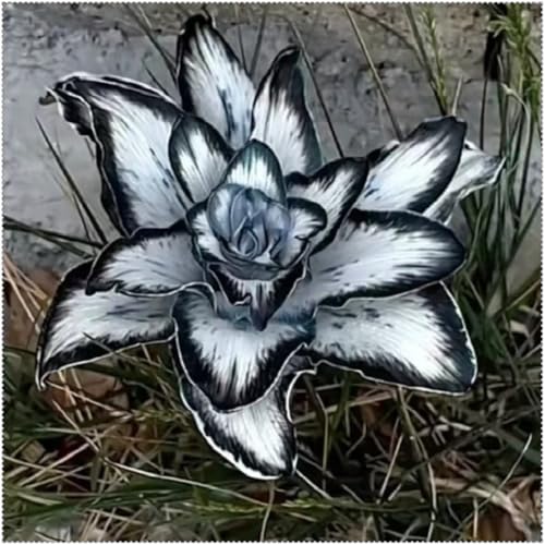 Lilium knollen mix,mehrjährig winterhart,Dekorative,Anmut,Lilien pflanzen im topf,Lilien winterhart,Lilium,Ausgezeichnete Verzierung.-8 zwiebeln-B Lilium knollen mix,mehrjährig winterhart,Dekorative,Anmut,Lilien pflanzen im topf,Lilien winterhart,Lilium,Ausgezeichnete Verzierung.-8 zwiebeln-B von VJIDOSO