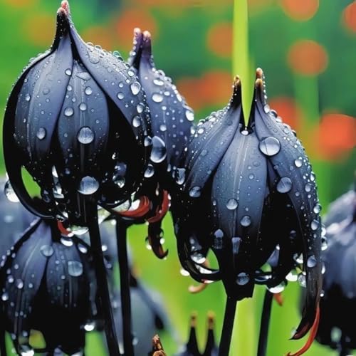 Lilium knollen zwiebeln mix,blumenzwiebeln mehrjährig winterhart,Anmut,lilien im topf,lilien zwiebeln winterhart,dekorative blumen,Ausgezeichnete Verzierung.-10 zwiebeln-I von VJIDOSO