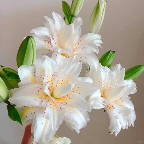 Lilium knollen zwiebeln mix,blumenzwiebeln mehrjährig winterhart,Dekorative,Anmut,lilien im topf,lilien zwiebeln winterhart,Ausgezeichnete Verzierung.-4 zwiebeln-J von VJIDOSO