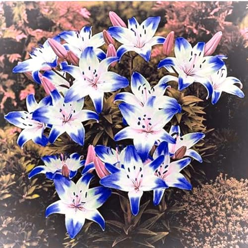 Lilium knollen zwiebeln mix,blumenzwiebeln mehrjährig winterhart,Dekorative,Anmut,lilien im topf,lilien zwiebeln winterhart,Ausgezeichnete Verzierung.-6 zwiebeln-C von VJIDOSO