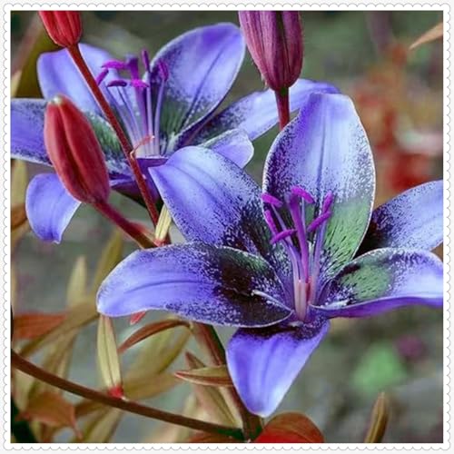 Lilium knollen zwiebeln mix,blumenzwiebeln mehrjährig winterhart,lilien im topf,lilien zwiebeln winterhart,Anmut,dekorative blumen,Ausgezeichnete Verzierung.-2 zwiebeln-C Lilium knollen zwiebeln mix,blumenzwiebeln mehrjährig winterhart,lilien im topf,lilien zwiebeln winterhart,Anmut,dekorative blumen,Ausgezeichnete Verzierung.-2 zwiebeln-C von VJIDOSO