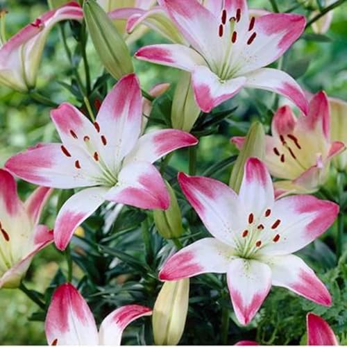 Lilium knollen zwiebeln mix,blumenzwiebeln mehrjährig winterhart,winterharte pflanzen,Anmut,lilien im topf,Lilien zwiebeln winterhart,Dekorative,Ausgezeichnete Verzierung.-4 zwiebeln-C Lilium knollen zwiebeln mix,blumenzwiebeln mehrjährig winterhart,winterharte pflanzen,Anmut,lilien im topf,Lilien zwiebeln winterhart,Dekorative,Ausgezeichnete Verzierung.-4 zwiebeln-C von VJIDOSO
