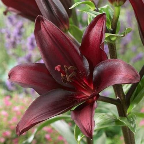 Lilium knollen zwiebeln mix,blumenzwiebeln mehrjährig winterhart,winterharte pflanzen,Lilien im topf,Lilien zwiebeln winterhart,Anmut,Dekorative,Ausgezeichnete Verzierung.-10 zwiebeln-A von VJIDOSO
