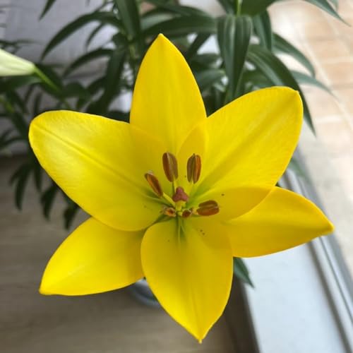 Lilium knollen zwiebeln mix,blumenzwiebeln mehrjährig winterhart,winterharte pflanzen,Lilien im topf,Lilien zwiebeln winterhart,Anmut,Dekorative,Ausgezeichnete Verzierung.-2 zwiebeln-I von VJIDOSO