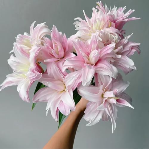 Lilium knollen zwiebeln mix,blumenzwiebeln mehrjährig winterhart,winterharte pflanzen,Lilien im topf,Lilien zwiebeln winterhart,Anmut,Dekorative,Ausgezeichnete Verzierung.-2 zwiebeln-J von VJIDOSO