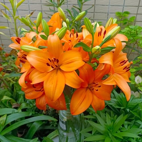 Lilium knollen zwiebeln mix,blumenzwiebeln mehrjährig winterhart,winterharte pflanzen,Lilien im topf,Lilien zwiebeln winterhart,Anmut,Dekorative,Ausgezeichnete Verzierung.-4 zwiebeln-C Lilium knollen zwiebeln mix,blumenzwiebeln mehrjährig winterhart,winterharte pflanzen,Lilien im topf,Lilien zwiebeln winterhart,Anmut,Dekorative,Ausgezeichnete Verzierung.-4 zwiebeln-C von VJIDOSO