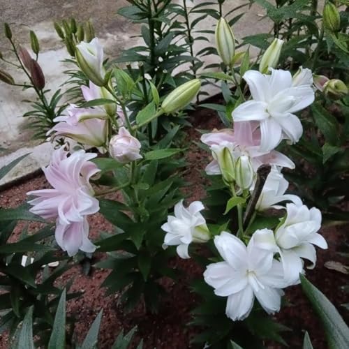 Lilium knollen zwiebeln mix,blumenzwiebeln mehrjährig winterhart,winterharte pflanzen,Lilien im topf,Lilien zwiebeln winterhart,Anmut,Dekorative,Ausgezeichnete Verzierung.-4 zwiebeln-E von VJIDOSO