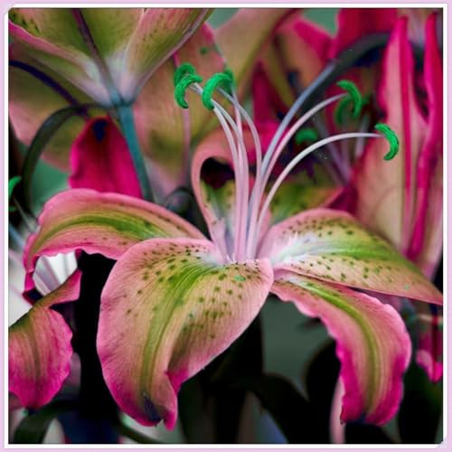 Lilium knollen zwiebeln mix,blumenzwiebeln mehrjährig winterhart,winterharte pflanzen,Lilien im topf,Lilien zwiebeln winterhart,Anmut,Dekorative,Ausgezeichnete Verzierung.-4 zwiebeln-H von VJIDOSO