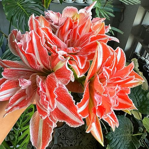 Mehrjährige ist winterhart,Amaryllis,Einfach zu Pflegen,Schnelles Wachstum-mit Auffälligen Blüten-1Amaryllis Wurzel-F Mehrjährige ist winterhart,Amaryllis,Einfach zu Pflegen,Schnelles Wachstum-mit Auffälligen Blüten-1Amaryllis Wurzel-F von VJIDOSO