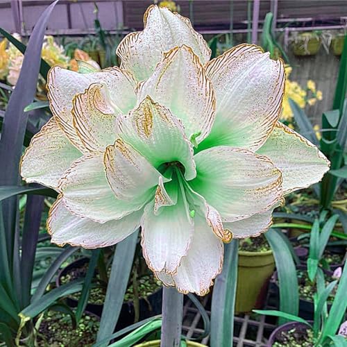 Mehrjährige ist winterhart,Amaryllis,Einfach zu Pflegen,Schnelles Wachstum-mit Auffälligen Blüten-1Amaryllis Wurzel-J Mehrjährige ist winterhart,Amaryllis,Einfach zu Pflegen,Schnelles Wachstum-mit Auffälligen Blüten-1Amaryllis Wurzel-J von VJIDOSO