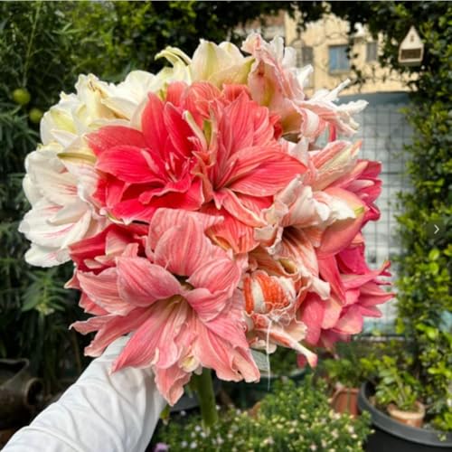 Mehrjährige ist winterhart,Amaryllis,Einfach zu Pflegen,Schnelles Wachstum-mit Auffälligen Blüten-4Amaryllis Wurzel-B Mehrjährige ist winterhart,Amaryllis,Einfach zu Pflegen,Schnelles Wachstum-mit Auffälligen Blüten-4Amaryllis Wurzel-B von VJIDOSO
