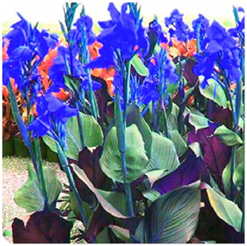 Mehrjährige ist winterhart,Anmut,Große Blüten,Lange Blütezeit,Canna Einfach zu Pflegen,Schnelles Wachstum-mit Auffälligen Blüten-1Canna Wurzel-J von VJIDOSO