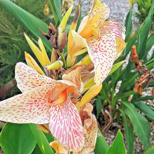 Mehrjährige ist winterhart,Anmut,Große Blüten,Lange Blütezeit,Canna Einfach zu Pflegen,Schnelles Wachstum-mit Auffälligen Blüten-3Canna Wurzel-G Mehrjährige ist winterhart,Anmut,Große Blüten,Lange Blütezeit,Canna Einfach zu Pflegen,Schnelles Wachstum-mit Auffälligen Blüten-3Canna Wurzel-G von VJIDOSO