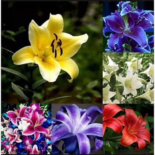Mehrjährige ist winterhart,Lilium,Dekorative,Anmut,Starke Vitalität,Einfach zu Pflegen,Schnelles Wachstum-mit Auffälligen Blüten-10 Lilium rhizome-F von VJIDOSO