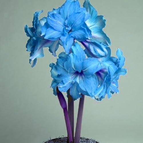 Mehrjährige ist winterhart,pflegeleicht,Amaryllis,Einfach zu Pflegen,Schnelles Wachstum-mit Auffälligen Blüten-4Amaryllis Wurzel-A von VJIDOSO