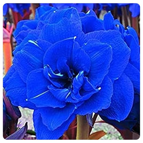Mehrjährige ist winterhart,pflegeleicht,Amaryllis,Einfach zu Pflegen,Schnelles Wachstum-mit Auffälligen Blüten-4Amaryllis Wurzel-I von VJIDOSO