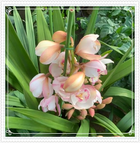 Mehrjährige ist winterhart,schnittblumen,Selten,Anmut,Cymbidium Einfach zu Pflegen,Schnelles Wachstum-mit Auffälligen Blüten-10Cymbidium stück-B Mehrjährige ist winterhart,schnittblumen,Selten,Anmut,Cymbidium Einfach zu Pflegen,Schnelles Wachstum-mit Auffälligen Blüten-10Cymbidium stück-B von VJIDOSO