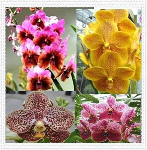 Mehrjährige ist winterhart,schnittblumen,Selten,Anmut,Cymbidium Einfach zu Pflegen,Schnelles Wachstum-mit Auffälligen Blüten-10Cymbidium stück-E von VJIDOSO