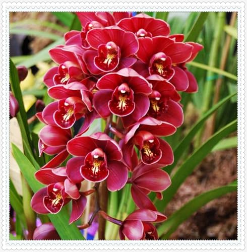 Mehrjährige ist winterhart,schnittblumen,Selten,Anmut,Cymbidium Einfach zu Pflegen,Schnelles Wachstum-mit Auffälligen Blüten-10Cymbidium stück-G Mehrjährige ist winterhart,schnittblumen,Selten,Anmut,Cymbidium Einfach zu Pflegen,Schnelles Wachstum-mit Auffälligen Blüten-10Cymbidium stück-G von VJIDOSO