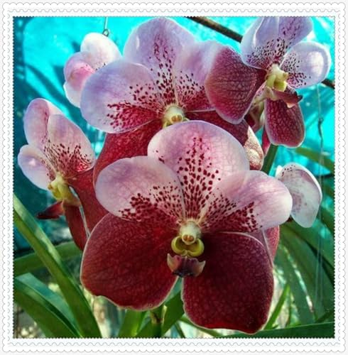 Mehrjährige ist winterhart,schnittblumen,Selten,Anmut,Cymbidium Einfach zu Pflegen,Schnelles Wachstum-mit Auffälligen Blüten-15Cymbidium stück-H Mehrjährige ist winterhart,schnittblumen,Selten,Anmut,Cymbidium Einfach zu Pflegen,Schnelles Wachstum-mit Auffälligen Blüten-15Cymbidium stück-H von VJIDOSO