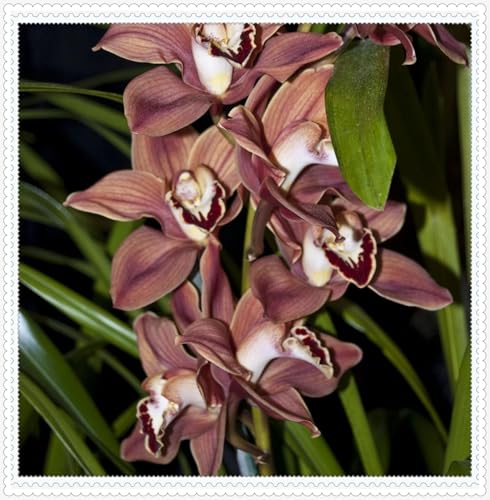 Mehrjährige ist winterhart,schnittblumen,Selten,Anmut,Cymbidium Einfach zu Pflegen,Schnelles Wachstum-mit Auffälligen Blüten-3Cymbidium stück-F von VJIDOSO