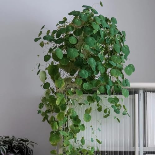 Peperomioides Knollen Pflanze Mix,mehrjährig winterhart,Umwelt verschönern,Garteneinsätze im Freien,Wunderschön,Stephania-Pflanze,Chinesische Geldpflanze.-2pflanzen-C von VJIDOSO