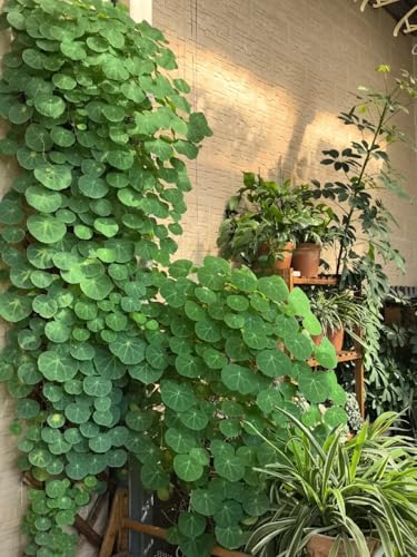 Peperomioides Mix,mehrjährig winterhart,Umwelt verschönern,Garteneinsätze im Freien,Wunderschön,Stephania.-2Wurzel-E Peperomioides Mix,mehrjährig winterhart,Umwelt verschönern,Garteneinsätze im Freien,Wunderschön,Stephania.-2Wurzel-E von VJIDOSO