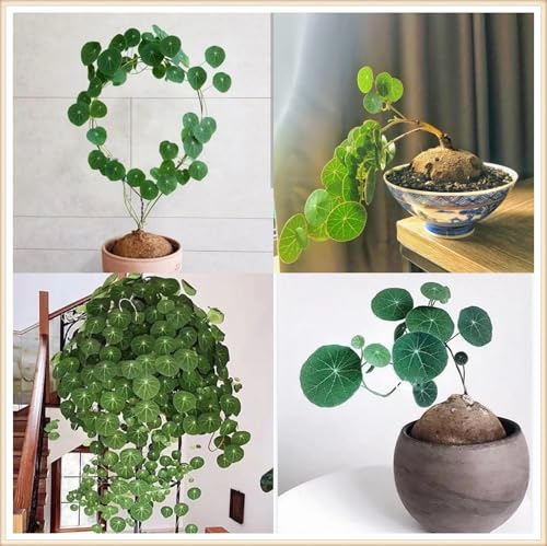 Peperomioides Mix,mehrjährig winterhart,Umwelt verschönern,Garteneinsätze im Freien,Wunderschön,Stephania.-3Wurzel-A von VJIDOSO