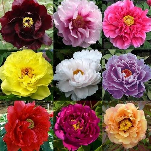 Pfingstrosen Mix-Winterharte Pfingstrosen für Garten,Pfingstrosen winterhart mehrjährig,Blumenzwiebeln mit üppigen Blüten pfingstrosen pflanzen,Pfingstrosen Stauden.-10zwiebeln-F Pfingstrosen Mix-Winterharte Pfingstrosen für Garten,Pfingstrosen winterhart mehrjährig,Blumenzwiebeln mit üppigen Blüten pfingstrosen pflanzen,Pfingstrosen Stauden.-10zwiebeln-F von VJIDOSO