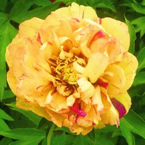 Pfingstrosen Mix-Winterharte mehrjährige,Seltene,Einfach zu Pflegen,Schnelles Wachstum-mit Auffälligen Blüten.-10Pcs-B von VJIDOSO