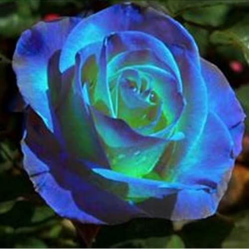 Rosen Knollen,Charmantes Aroma,Lila rosen pflanzen winterhart duftende,winterharte mehrjährig,rosenrhizom,Anmut,Rosafarbene Mix,Gartendekoration,Rosen winterhart.-1zwiebeln-F Rosen Knollen,Charmantes Aroma,Lila rosen pflanzen winterhart duftende,winterharte mehrjährig,rosenrhizom,Anmut,Rosafarbene Mix,Gartendekoration,Rosen winterhart.-1zwiebeln-F von VJIDOSO