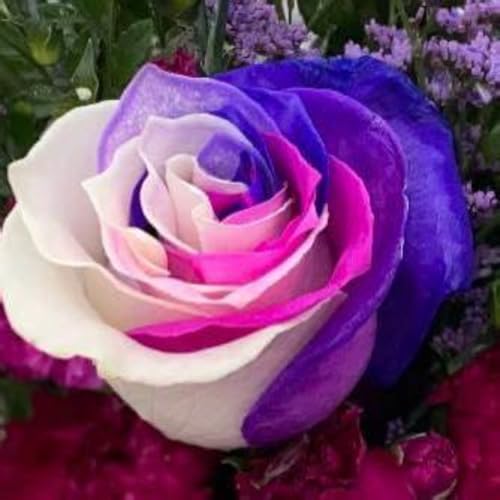 Rosen Knollen,Charmantes Aroma,rosen pflanzen winterhart duftende,winterharte mehrjährig,rosenrhizom,Anmut,Rosafarbene Mix,Gartendekoration,Lila rosen winterhart.-3zwiebeln-C Rosen Knollen,Charmantes Aroma,rosen pflanzen winterhart duftende,winterharte mehrjährig,rosenrhizom,Anmut,Rosafarbene Mix,Gartendekoration,Lila rosen winterhart.-3zwiebeln-C von VJIDOSO