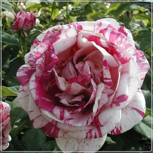 Rosen Knollen,Charmantes Aroma,rosen pflanzen winterhart duftende,winterharte mehrjährig,rosenrhizom,Anmut,Rosafarbene Mix,Gartendekoration,Lila rosen winterhart.-5zwiebeln-E Rosen Knollen,Charmantes Aroma,rosen pflanzen winterhart duftende,winterharte mehrjährig,rosenrhizom,Anmut,Rosafarbene Mix,Gartendekoration,Lila rosen winterhart.-5zwiebeln-E von VJIDOSO