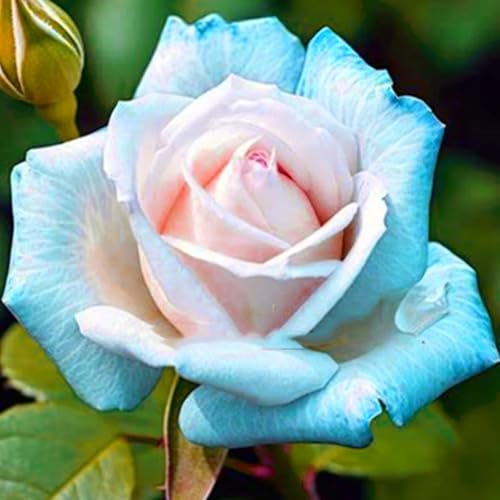 Rosen Knollen,Charmantes Aroma,rosen pflanzen winterhart duftende,winterharte mehrjährig,rosenrhizom,Anmut,Rosafarbene Mix,Gartendekoration,Lila rosen winterhart.-5zwiebeln-F Rosen Knollen,Charmantes Aroma,rosen pflanzen winterhart duftende,winterharte mehrjährig,rosenrhizom,Anmut,Rosafarbene Mix,Gartendekoration,Lila rosen winterhart.-5zwiebeln-F von VJIDOSO