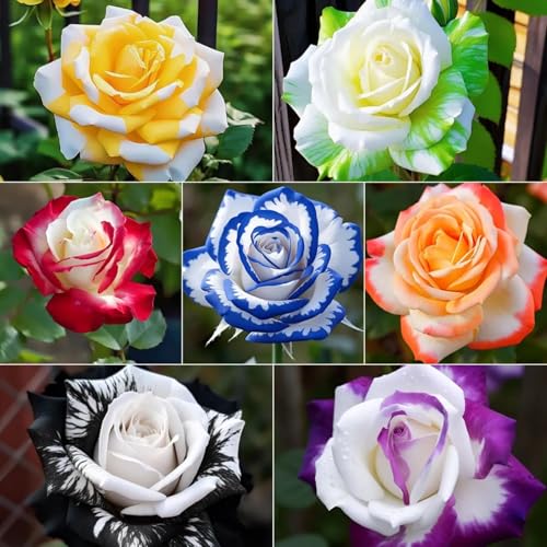 Rosen-Überraschend wachsend,winterharte mehrjährig,Einfach zu Pflegen,Garteneinsätze im Freien,Schnelles Wachstum-mit Auffälligen Blüten-3Rosen rhizome-J Rosen-Überraschend wachsend,winterharte mehrjährig,Einfach zu Pflegen,Garteneinsätze im Freien,Schnelles Wachstum-mit Auffälligen Blüten-3Rosen rhizome-J von VJIDOSO