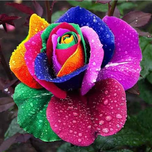 Rosen-Überraschend wachsend,winterharte mehrjährig,Einfach zu Pflegen,Garteneinsätze im Freien,Schnelles Wachstum-mit Auffälligen Blüten-4Rosen rhizome-F Rosen-Überraschend wachsend,winterharte mehrjährig,Einfach zu Pflegen,Garteneinsätze im Freien,Schnelles Wachstum-mit Auffälligen Blüten-4Rosen rhizome-F von VJIDOSO