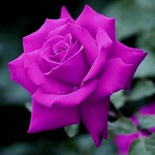 Rosen-Überraschend wachsend,winterharte mehrjährig,Einfach zu Pflegen,Garteneinsätze im Freien,Schnelles Wachstum-mit Auffälligen Blüten-5Rosen rhizome-G Rosen-Überraschend wachsend,winterharte mehrjährig,Einfach zu Pflegen,Garteneinsätze im Freien,Schnelles Wachstum-mit Auffälligen Blüten-5Rosen rhizome-G von VJIDOSO