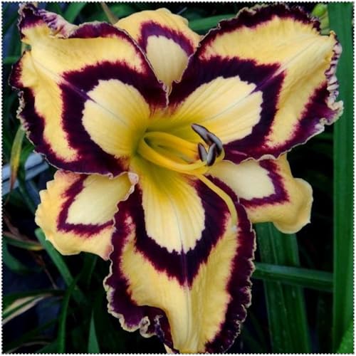 Taglilien Zwiebeln,Mix Mehrjährige Pflanze,Schnell-Wachsend,Winterhart Pflanze,Mysteriöse magische Glühbirne,Seltene farbenfrohe Blumen.-3Taglilien zwiebeln-I Taglilien Zwiebeln,Mix Mehrjährige Pflanze,Schnell-Wachsend,Winterhart Pflanze,Mysteriöse magische Glühbirne,Seltene farbenfrohe Blumen.-3Taglilien zwiebeln-I von VJIDOSO