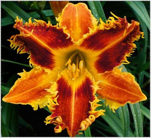 Taglilien Zwiebeln,Mix Mehrjährige Pflanze,Schnell-Wachsend,Winterhart Pflanze,Mysteriöse magische Glühbirne,Seltene farbenfrohe Blumen.-5Taglilien zwiebeln-G Taglilien Zwiebeln,Mix Mehrjährige Pflanze,Schnell-Wachsend,Winterhart Pflanze,Mysteriöse magische Glühbirne,Seltene farbenfrohe Blumen.-5Taglilien zwiebeln-G von VJIDOSO