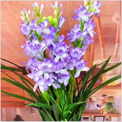 Tuberose Knollen mehrjährig winterhart mix,Für Ferien geeignet,Es hat einen Duft,tuberose pflanze,Gartenpflanzung,Tuberose,tuberose bulb.-4zwiebeln-B von VJIDOSO