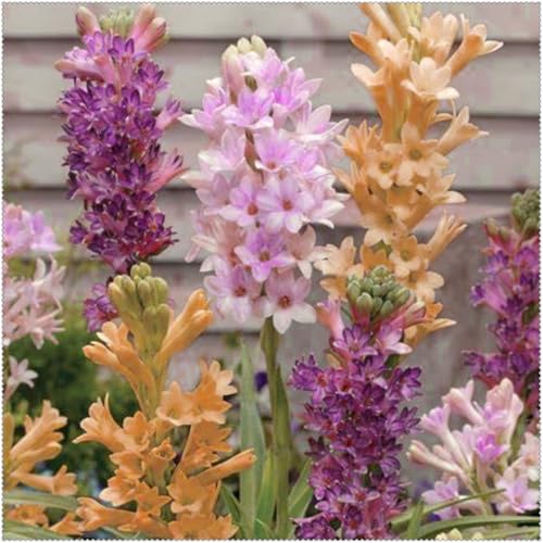 Tuberose mehrere Köpfe,doppelte Blütenblätter,im Topf,starker Duft,kältebeständig,mehrjährig,Duft,Garten.-10Pcs-C von VJIDOSO